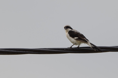 Lanius excubitoroides