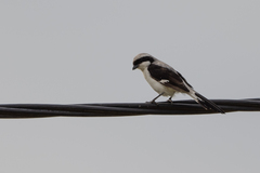 Lanius excubitoroides