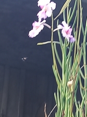 Papilionanthe