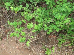 Pavonia dregei
