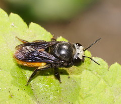 Megachile mystacea
