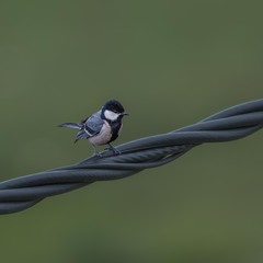 Parus cinereus