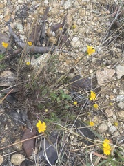Thymophylla pentachaeta