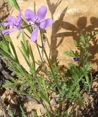 Erodium cicutarium