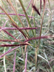 Bothriochloa