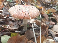 Amanita muscaria