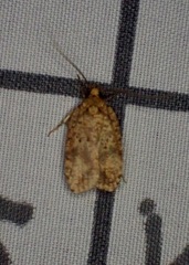 Agonopterix thelmae