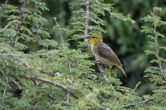 Ploceus