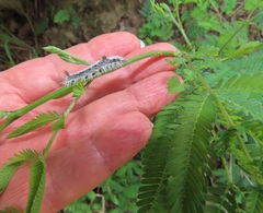Dichrostachys cinerea