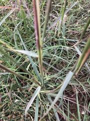 Bothriochloa