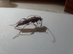 Necydalis laevicollis