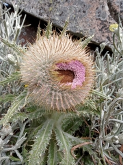 Cirsium nivale
