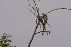 Urocolius macrourus