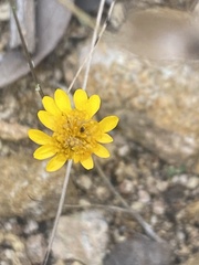 Thymophylla pentachaeta