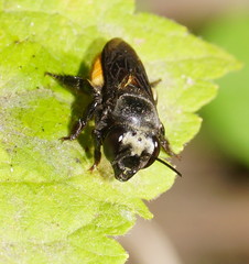 Megachile mystacea