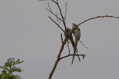 Urocolius macrourus