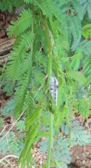 Dichrostachys cinerea