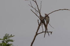 Urocolius macrourus
