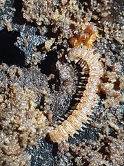 Polydesmus complanatus