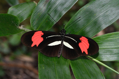 Heliconius erato phyllis