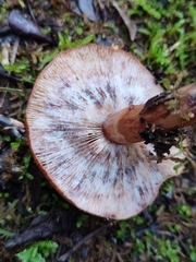 Hypomyces lateritius