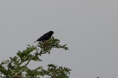 Vidua chalybeata