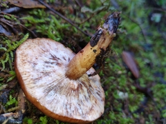Hypomyces lateritius
