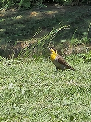 Colaptes campestris campestroides