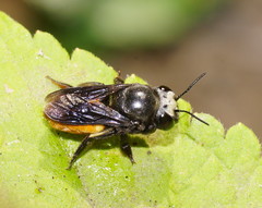 Megachile mystacea
