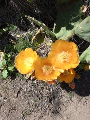 Opuntia prasina