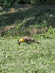 Colaptes campestris campestroides