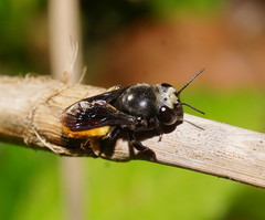 Megachile mystacea