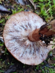 Hypomyces lateritius