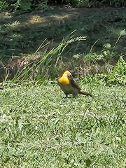 Colaptes campestris campestroides
