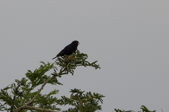 Vidua chalybeata