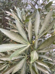 Platylophus trifoliatus