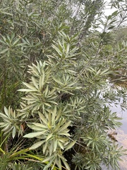 Platylophus trifoliatus