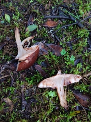 Hypomyces lateritius