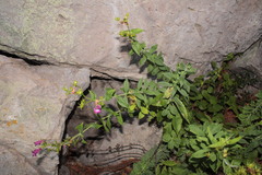 Penstemon bolanius