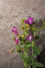 Penstemon bolanius
