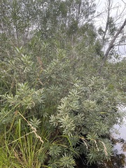 Platylophus trifoliatus
