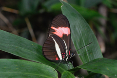 Heliconius erato phyllis