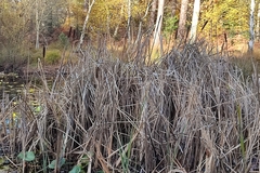 Typha latifolia