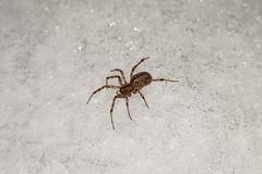 Stemonyphantes lineatus