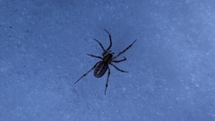 Stemonyphantes lineatus