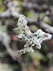 Physcia leptalea