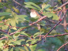 Empidonax