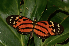 Heliconius hecale