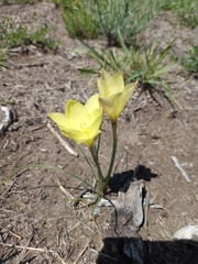 Zephyranthes filifolia