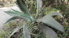 Agave weberi
